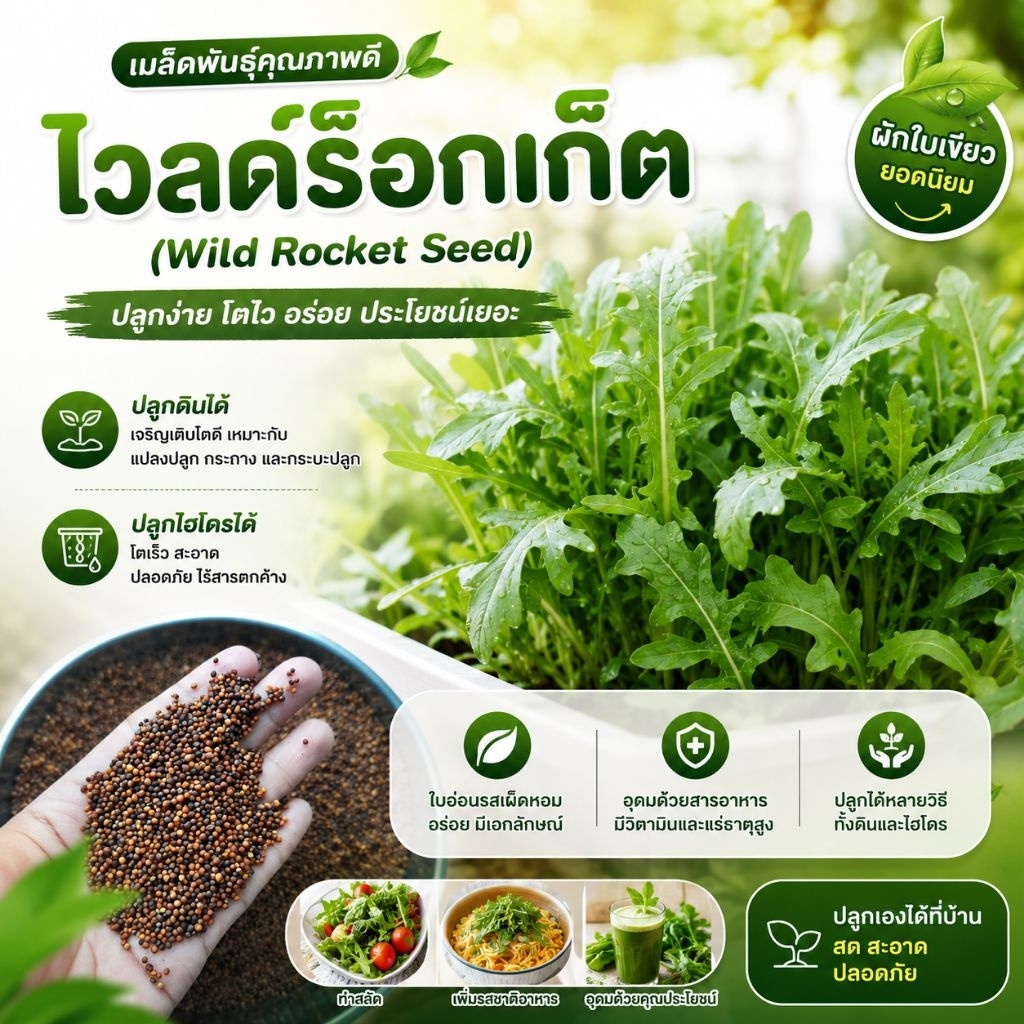 เมล็ดพันธุ์ ไวลด์ร็อกเก็ต (Wild Rocket Seed) บรรจุ 200 เมล็ด คุณภาพดี ราคาถูก ของแท้ 100%