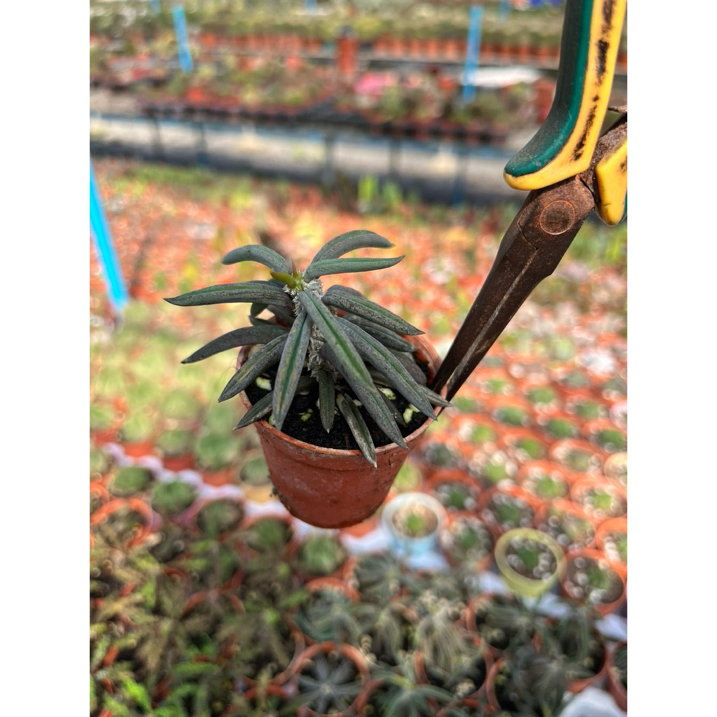 Euphorbia  Cylindrifolia