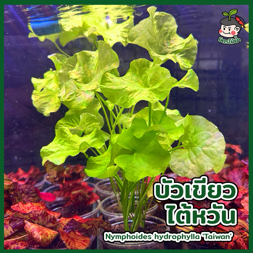 บัวไต้หวัน บัวเขียวไต้หวัน Nymphoides hydrophylla 'Taiwan' เหมาะกับตู้ lowtech