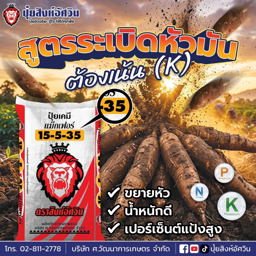 ปุ๋ยสิงห์อัศวิน สูตร 15-5-35 แบ่งขาย สูตรเพิ่มผลผลิต เพิ่มน้ำหนัก เร่งสี เร่งหวาน สร้างเนื้อ ขยายผล