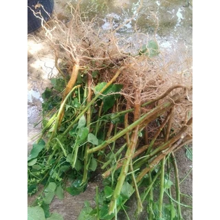 ตำแยแมว และกัญชาแมว ออแกนิก ไร้สารพิษ 100% 🌿 ชุด" 20 " ต้น