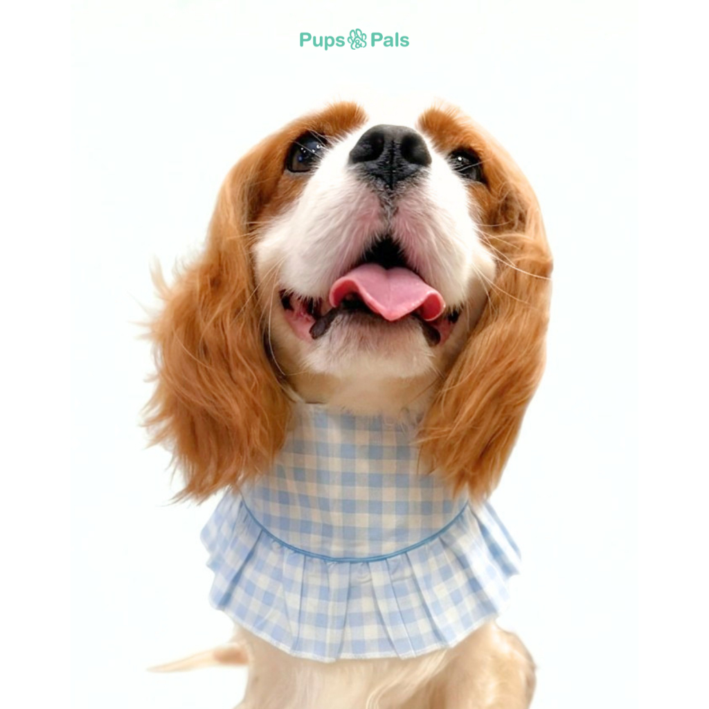 Pups&Pals Pet BIB ผ้าพันคอ กันเปื้อน และกิ๊บลายเดียวกัน***กดแยกกันนะคะ