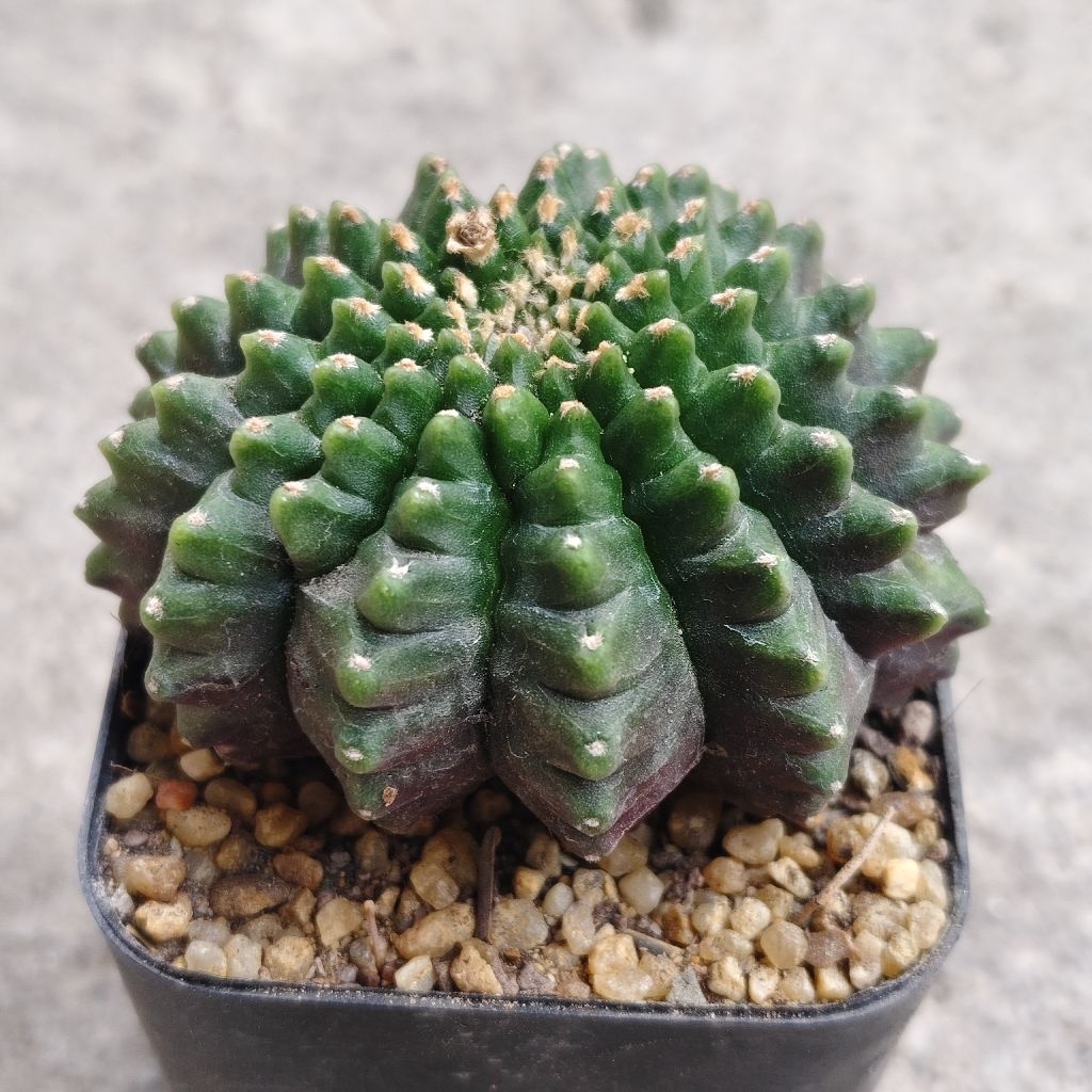 ยิมโน Gymnocalycium cristata คริสไร้หนามเทรงสวย พูสวยราคา68บาทกระถาง2นิ้ว