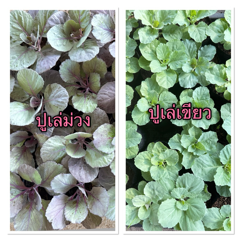 ชุดต้นกล้าปูเล่เขียว/ปูเล่ม่วง  6  ถุง(ชนิดละ 3 ต้น)