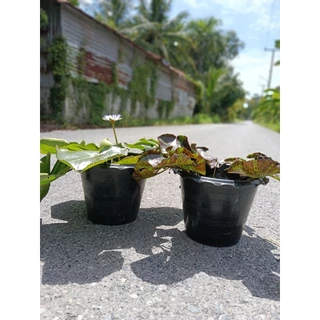 บัวหลากสีสวยๆ บัวลูกไม้ ต้นสวยติดดอก (จัดส่งพร้อมกระถาง)