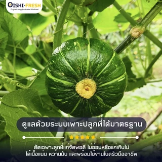 🚨ส่งด่วน🥢ร้านอาหาร🥬ฟักทองญี่ปุ่น ปลอดสารพิษ 10 กก. ผักร้านอาหาร ผักยกลัง ผักราคาส่ง ผักชาบู ผักโรงแรม ส่ง 24 ชม.