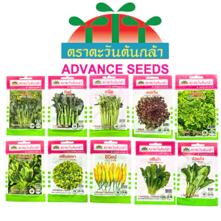 เมล็ดผักซอง ตราตะวันต้นกล้า เมล็ดผักคุณภาพดี (**ผักซอง**) เมล็ดผักบุ้ง ผักสลัด พริก ผักชี แตงกวา