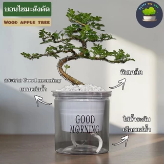 🌱ต้นไม้ฟอกอากาศ/ต้นไม้มงคล ต้นไม้ตั้งโต๊ะทำงาน (มีหลายชนิด) พร้อมกระถางรดน้ำอัตโนมัตGOODMORNING 4"นิ้ว ครบชุดพร้อมปลูก