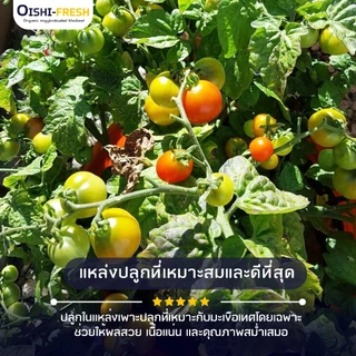 🛒Oishi-Fresh🍅มะเขือเทศเนื้่อ ปลอดสารพิษ 1 กก. รสชาติกรอบ สด ใหม่ ใยอาหารสูง หวานออร์แกนิค เคลมได้ 1-2 วัน