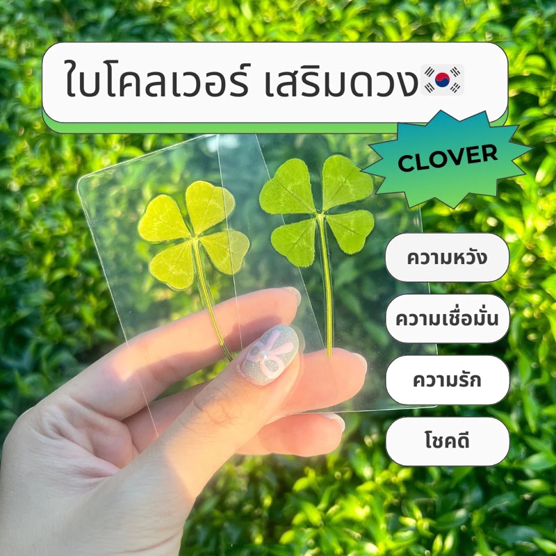 IDEAL-ใบโคลเวอร์ 4 แฉก ใบจริง ของแท้จากเกาหลี🇰🇷  ใบไม้แห่งความโชคดี