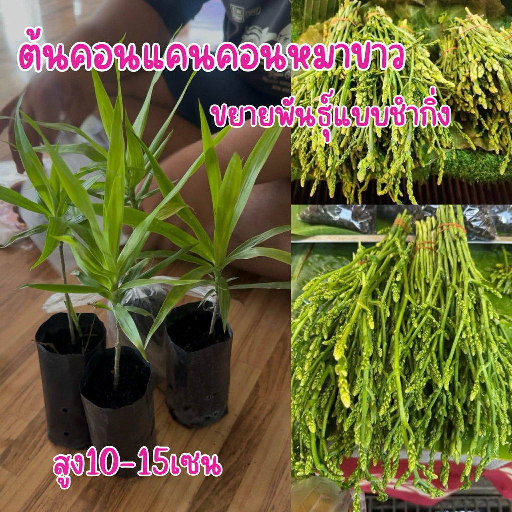 ต้นคอนแคน (ชุด4ถุง99บาท) ถุงเล็กแบบปักชำ ต้นพร้อมปลูก