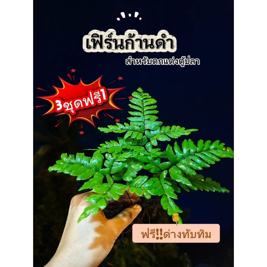 👉เฟินถูก😘เฟิร์นก้านดำ🌿คัดเกรดA+1ชุดมี 12ก้าน 🌿เก็บใหม่สดๆทุกชุด💥ซื้อ3แถม1 💥แถมด่างทับทิมฟรี!!สำหรับตกแต่งตู้ปลา