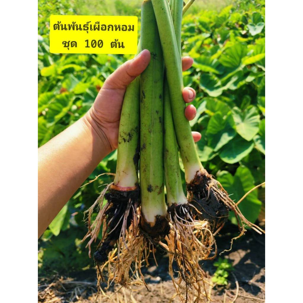 ต้นกล้าเผือกหอม ชุด 100 ต้น พร้อมปลูก พันธุ์เผือกหอมบ้านหมอ จากสวนเกษตรออแกนิค บ้านหมอ สระบุรี