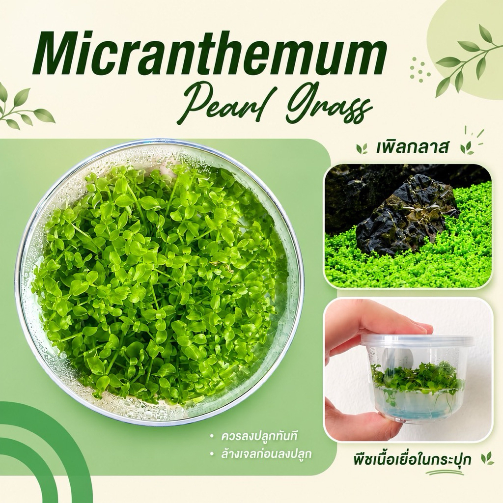 (ส่งด่วนจากกทม.) ไม้น้ำ เพิลกลาส ไม้เนื้อเยื่อ ไม้พื้นสนามหญ้า ☘️🌱 Carpet plant