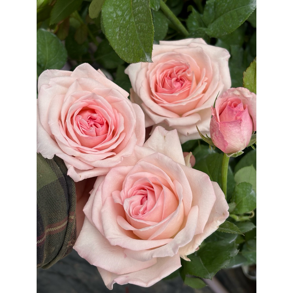 กุหลาบ พิ้งค์ โอฮาร่า (Pink O’Hara) เป็นกุหลาบตัดดอกสายพันธุ์ดังจากประเทศฝรั่งเศส โดดเด่นด้วยดอกขนาดใหญ่สีชมพูหวานสวยๆ
