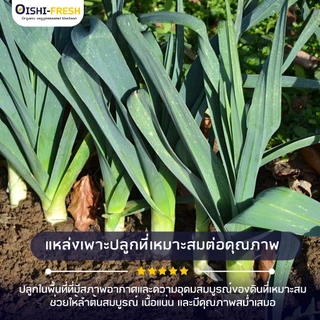 🛒Oishi-Fresh🥬ต้นหอมญี่ปุ่น ปลอดสารพิษ 1 กก. รสชาติกรอบ สด ใหม่ ใยอาหารสูง หวานออร์แกนิด ผัก เคลมได้ 1-2 วัน