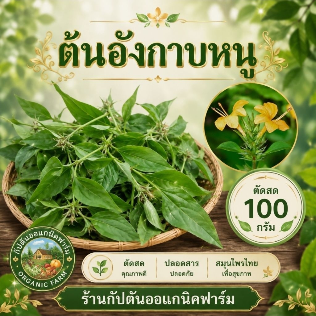 อังกาบหนูสมุนไพรตัดสด(บรรจุ50กรัม)