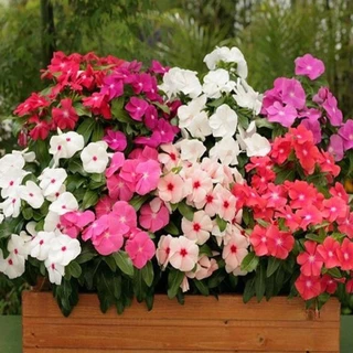 แพงพวย 450 เมล็ด เมล็ดดอกแพงพวย คละสี เก็บสดใหม่ งอกง่าย Periwinkle Bonsai Seeds [ 10 เเถม 1 คละได้ ]