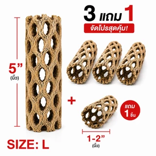 Cholla Wood 5inch ซื้อ 3 ชิ้น แถม 1 ชิ้น คัดพิเศษ ขอนไม้บ้านกุ้ง บ้านกุ้งแคระ กุ้งเรดบี