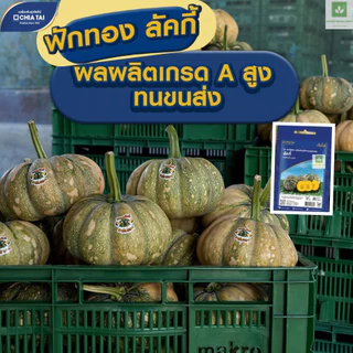 ใหม่! ฟักทอง ลัคกี้ เจียไต๋ เมล็ดพันธุ์ฟักทอง Lucky Pumpkin Seed