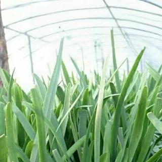 เมล็ดพันธุ์ กุยช่าย ประมาณ200เมล็ด Chives Seeds [ 10 เเถม 1 คละได้ ]