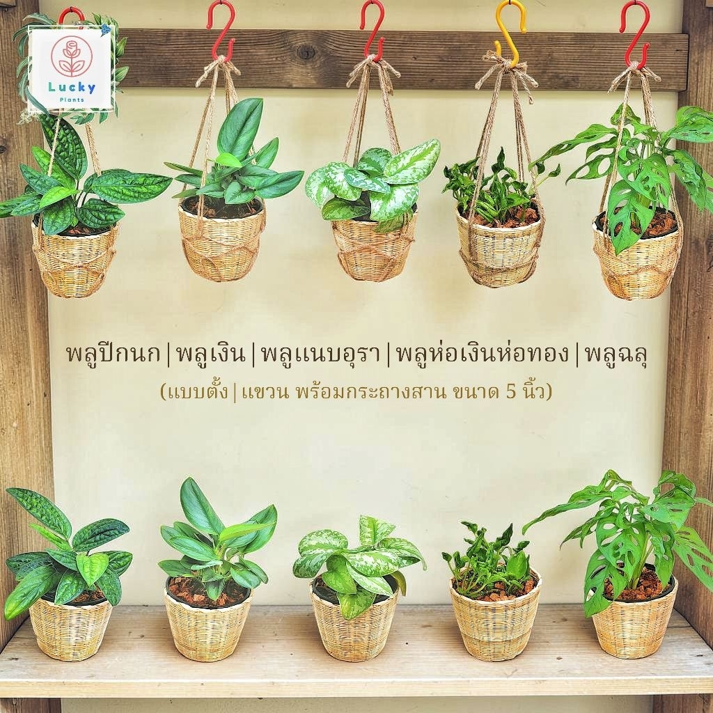 🌱พลูปีกนก /พลูเงิน/พลูแนบอุรา/พลูห่อเงินห่อทอง/พลูฉลุ (แบบตั้ง,แขวน) พร้อมกระถางสานไม้ไผ่ ขนาด 5 นิ้ว ช่วยฟอกอากาศ