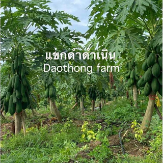 เมล็ดพันธุ์มะละกอแขกดำดำเนินต้นเตี้ย เมล็ดมะละกอแขกดำ น้ำหนักดีลูกใหญ่ออกลูกดก แถมคู่มือการปลูกฟรี