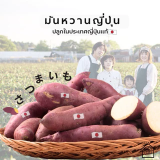 (ส่งด่วน กทม🚀) มันหวานญี่ปุ่น เบนิฮารุกะ M แบบดิบ🇯🇵