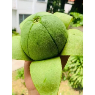 อโวคาโด้พันธุ์ บูท7 เนื้อเหนียวมัน เนื้อแห้ง ไม่ติดขมเชียงใหม่ เบอร์ใหญ่ 3-4ลูก/โล ขายเป็นกิโล ต่อ 1 กิโล