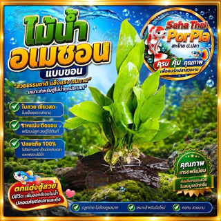 ต้นไม้ ขอน อเมซอน แบบยึดกับขอนไม้ เป็นร่มเงา เป็นที่หลบภัย ช่วยให้สดชื่น เลี้ยงง่ายคงคน ใส่ในตู้ปลา หรืออ่างปลาก็ได้