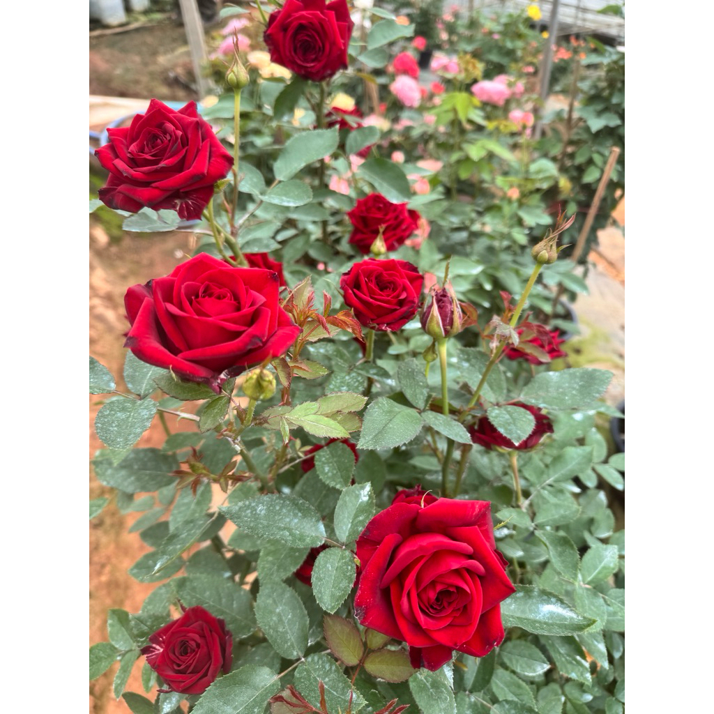 กุหลาบสายพันธุ์ ไมร่า เรด (Mira Red) กุหลาบสีแดงดำกำมะหยี่ บานทนมาก สีเข้มสุดๆ เลี้ยงง่าย ชอบแดด