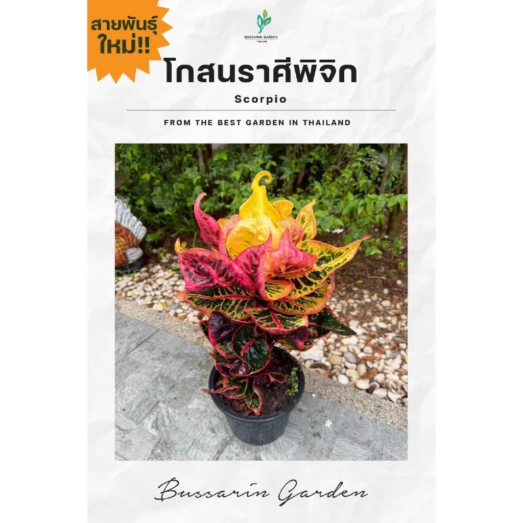 ต้นโกสนพันธุ์ ราศีพิจิก ไซส์ใหญ่ กระถาง 8" สูง 30-40 เซนติเมตร ซื้อ 10 แถม 1 (จัดส่งแบบถอดกระถาง+รับประกันสินค้า)