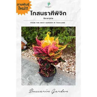 ต้นโกสนพันธุ์ ราศีพิจิก ไซส์ใหญ่ กระถาง 8" สูง 30-40 เซนติเมตร ซื้อ 10 แถม 1 (จัดส่งแบบถอดกระถาง+รับประกันสินค้า)