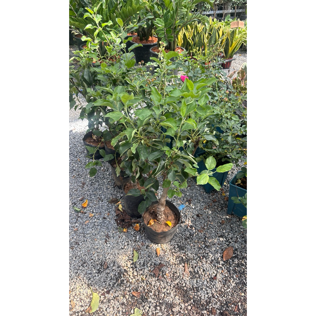 ต้นแอปเปิลแคระ (Dwarf Apple Tree) พันธุ์สีทองในกระถางดำเหมาะสำหรับปลูกในกระถางหน้าประตูบ้านเพื่อเสริมฮวงจุ้