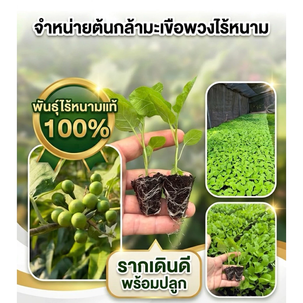 กล้ามะเขือพวงหยก ไร้หนาม ชุด 12 ต้น