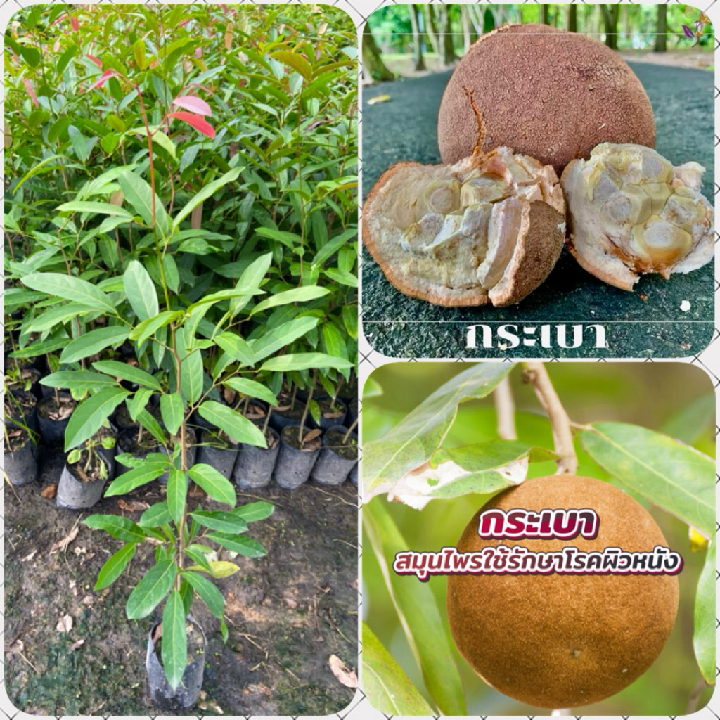 ต้นกระเบา ( สูง 80-100cm) ไม้สมุนไพรโบราณ ผลรสหวานมัน สรรพคุณเพียบ ต้นแข็งแรง พร้อมปลูก