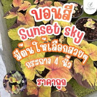 บอนสี ซันเซ็ทสกาย (Sunset sky) อัพ17/08/69บอนป้ายสีเหลืองสวย กระถาง 4 นิ้ว