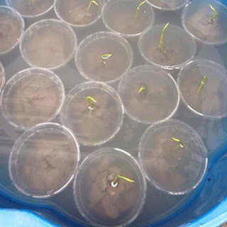 บัวหลวงปทุม 20-100 เม็ด ชมพูยักษ์ ตัดเปลือกงอกไว Pink Pathum Lotus Seeds (Ready to Plant) ดอกใหญ่มาก
