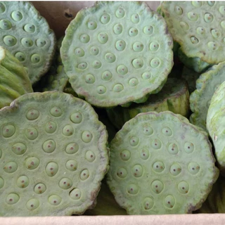 บัวหลวงปทุม 20-100 เม็ด ชมพูยักษ์ ตัดเปลือกงอกไว Pink Pathum Lotus Seeds (Ready to Plant) ดอกใหญ่มาก