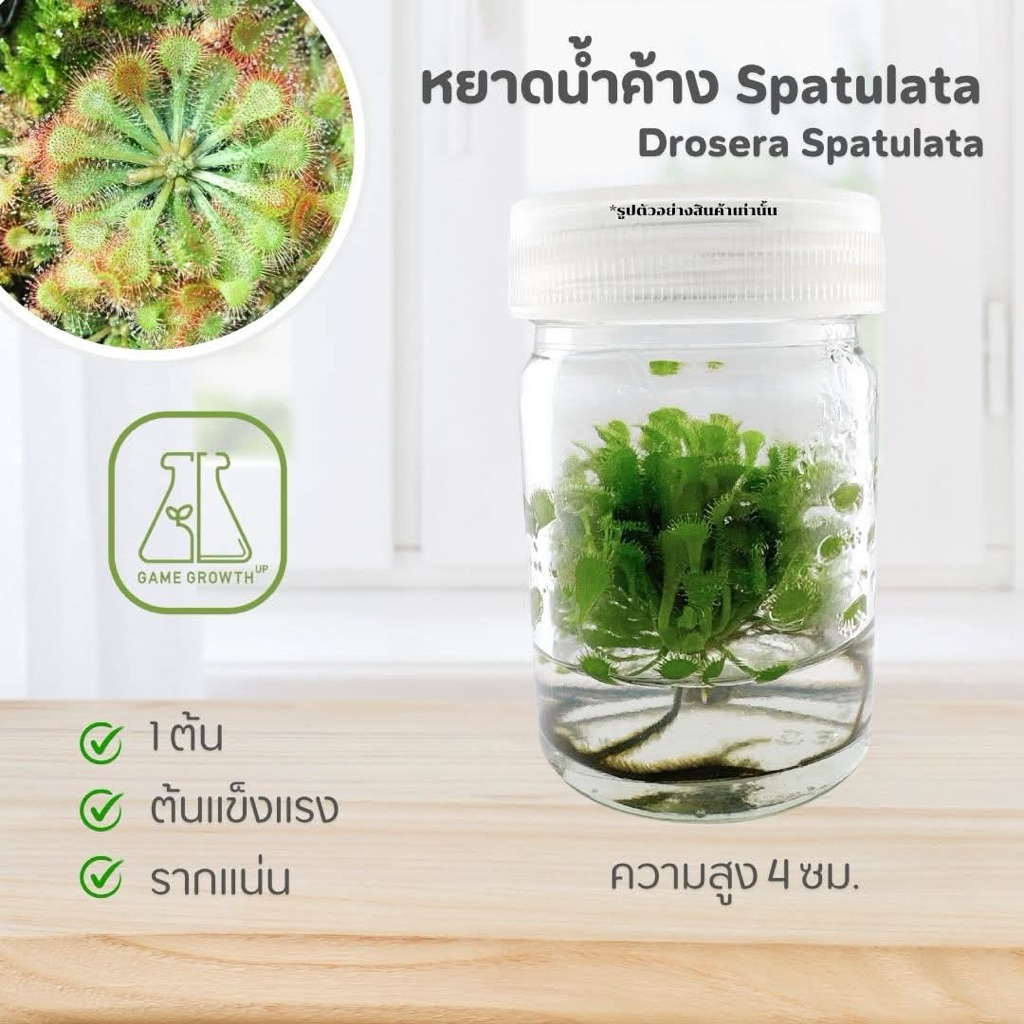 ไม้เนื้อเยื่อไม้กินแมลง หยาดน้ำค้าง Spatulata: Drosera Spatulata
