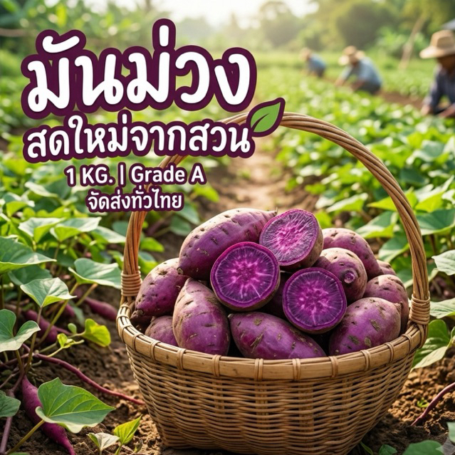 มันม่วง เบนิอิโมะ น้ำหนัก 1 kg รวมกล่อง หวาน หอม อร่อย สดจากสวน มันหวานญี่ปุ่น