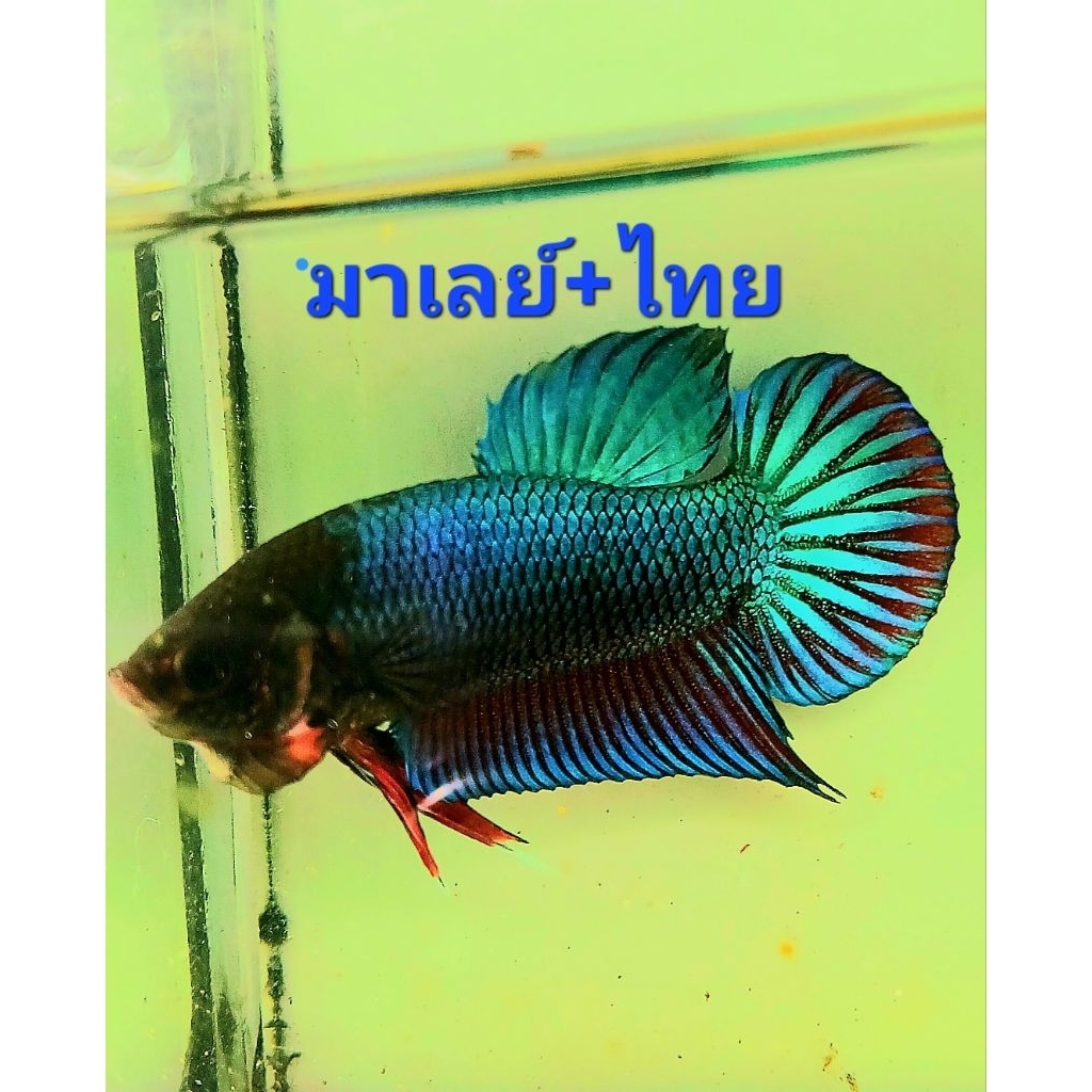ปลากัดหม้อมาเลย์+หม้อไทย คละสี