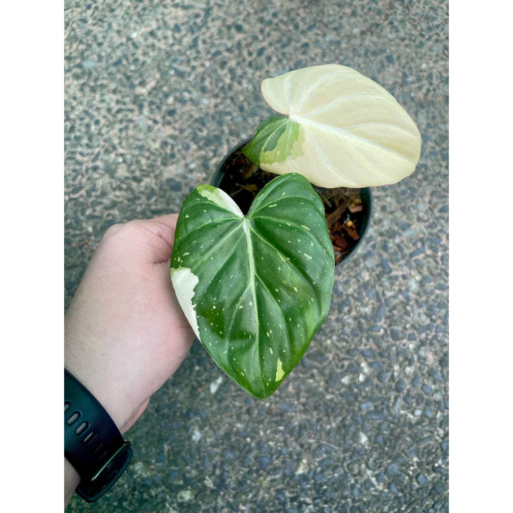กลอลิโอซั่ม กลอลิออซั่ม philodendron gloriosum