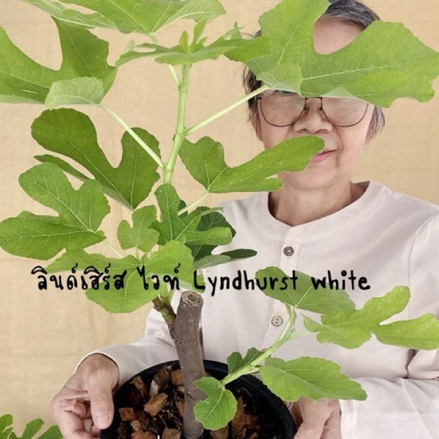 ต้นมะเดื่อฝรั่ง ลินด์เฮิร์สไวท์ พันธุ์ดก ผลใหญ่ สายหวานค่ะ/lyndhurst white figs tree