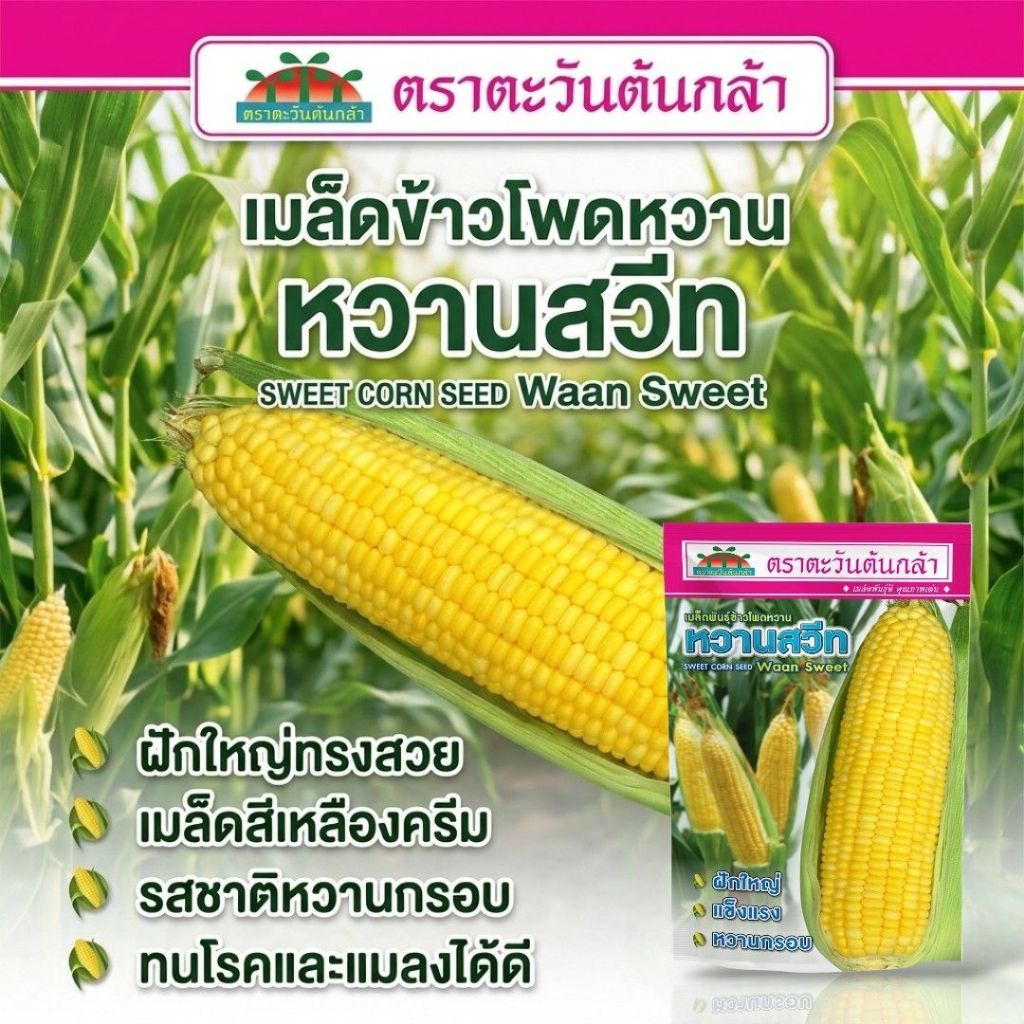 เมล็ดข้าวโพดหวาน หวานสวีท ขนาด 500 กรัม เมล็ดข้าวโพด ตรา ตะวันต้นกล้า โฉมใหม่