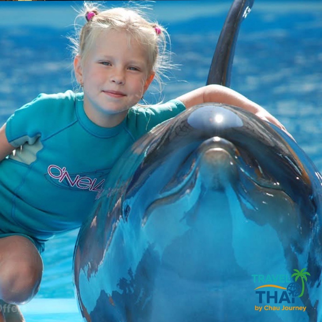 Pattaya Dolphinarium - Dolphin Swimming Program บัตรโปรแกรมโลมาพาว่าย ที่ดอลฟินาเรียม พัทยา