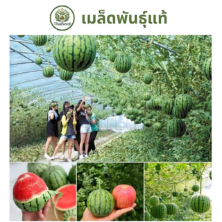 เมล็ดแตงโมจิ๋ว ผิวบาง เนื้อหวานฉ่ำ ปลูกในกระถางได้ - ThaiSeed