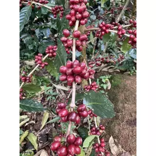 De Hmong Maneepruek Typica Natural เมล็ดกาแฟคั่วอ่อนเดอม้งมณีพฤกษ์ทิปปิก้า