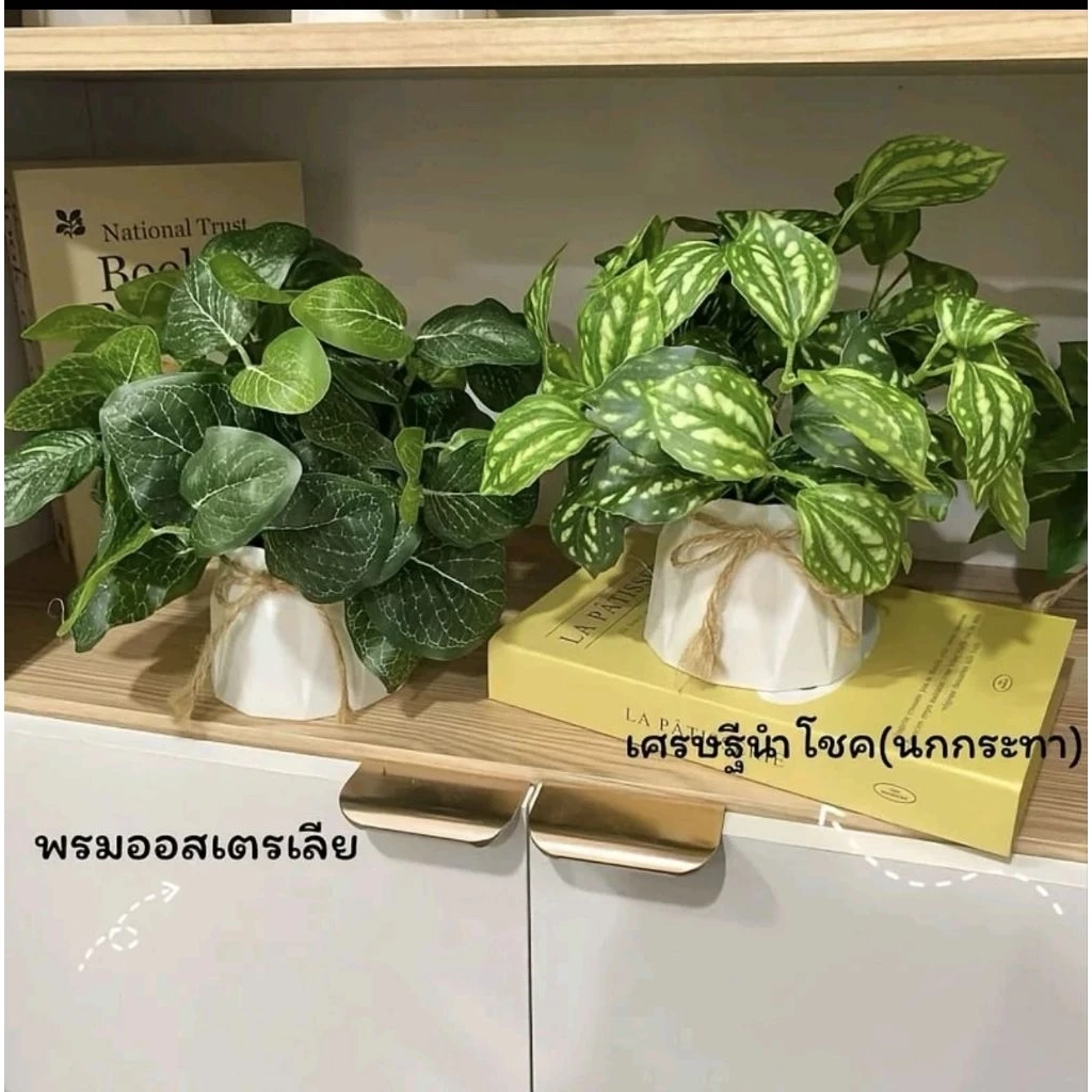 🌳ต้นไม้มงคลพร้อมกระถางพลาสติก ตั้งโต๊ะทำงานเสริมฮวงจุ้ย