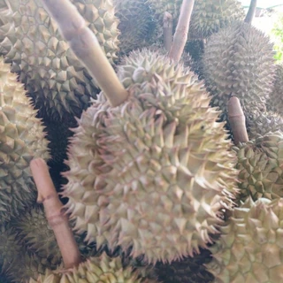 ส่ง16-17ส.ค./กล่องละ 4กิโล ลูกเล็ก/กลาง/สวยๆแก่ๆ